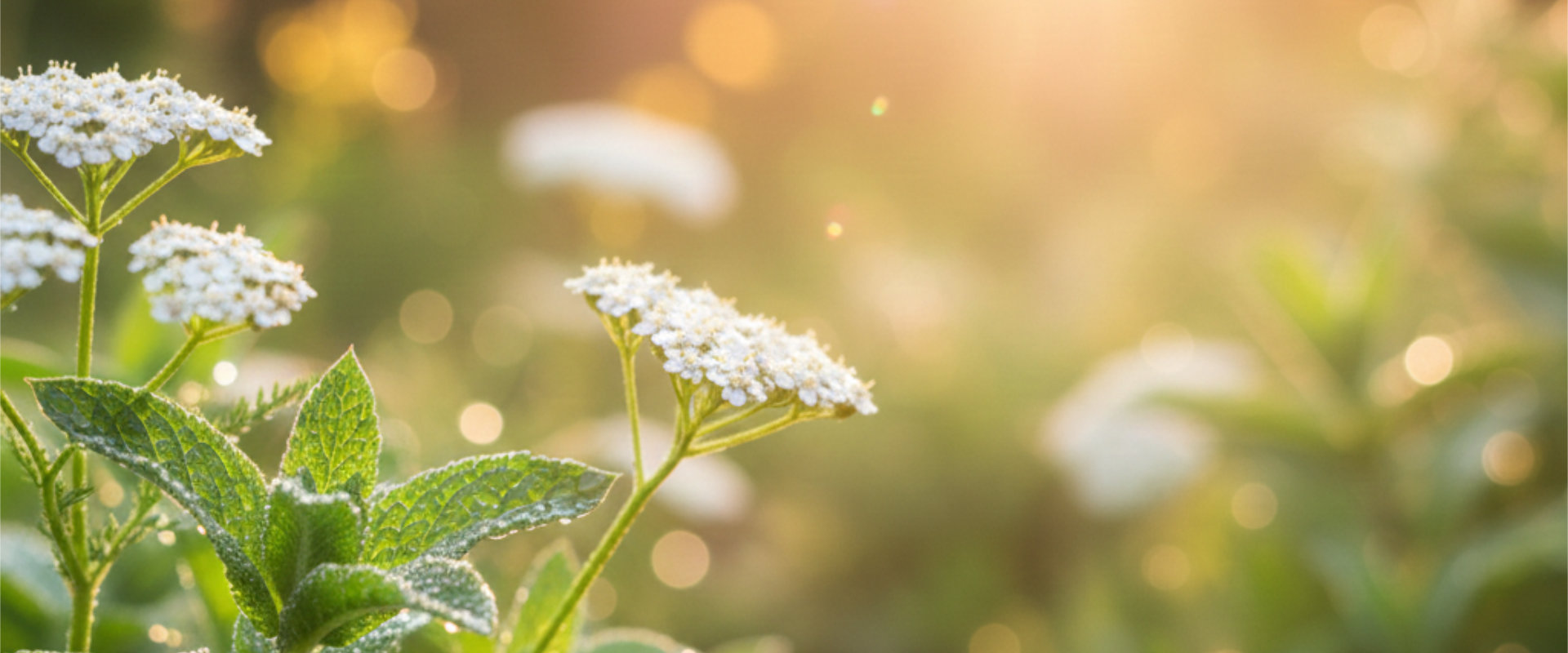 Gyógynövények, fitoterápia